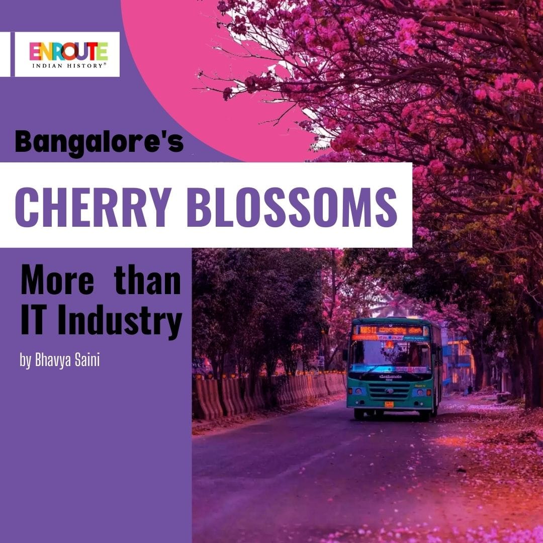 Bangalore's Cherry Blossoms Pink Trumpet Trees and Tranquility