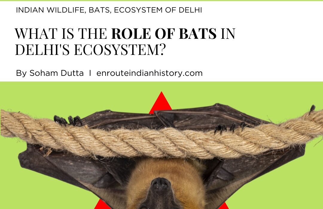 Delhi ecosystem