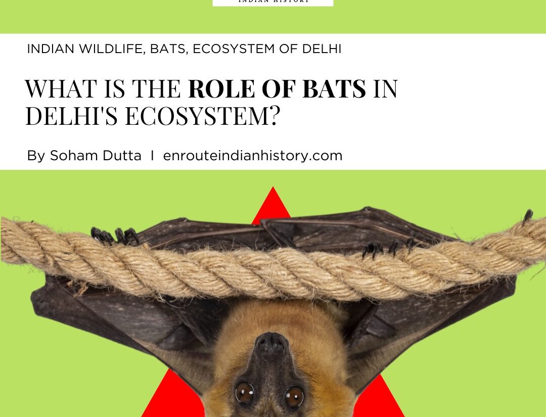 Delhi ecosystem