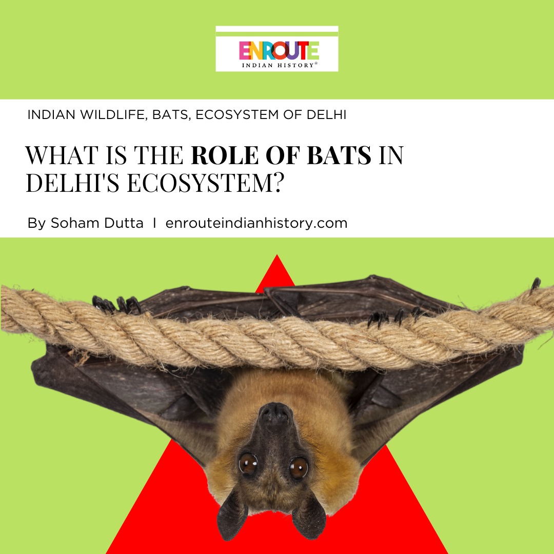 Delhi ecosystem