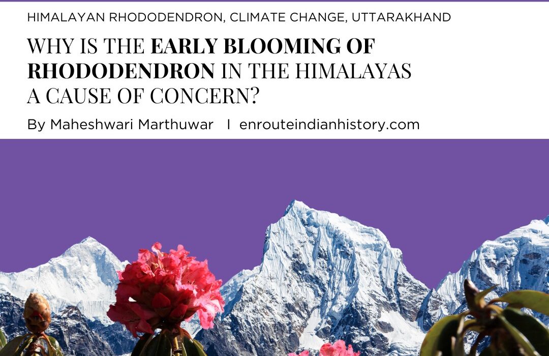 blooming of Rohendedron