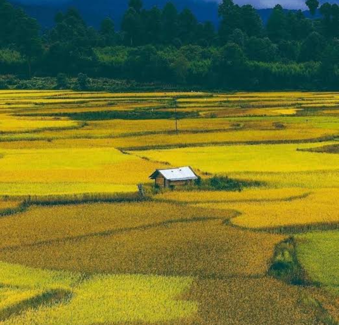 The Untold Story of India’s Most Sustainable Farming Method - Enroute ...